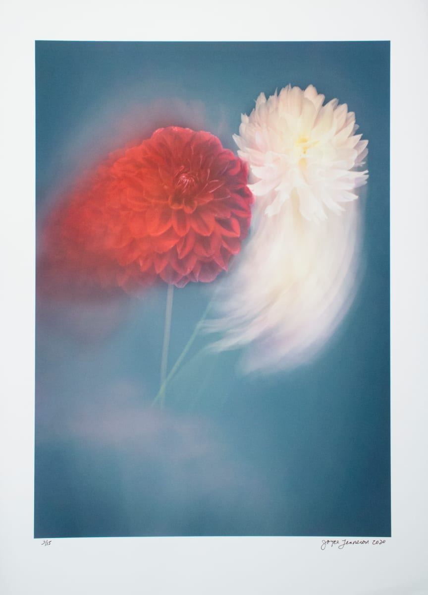 Pink & Red Dahlias by Joyce Tenneson 