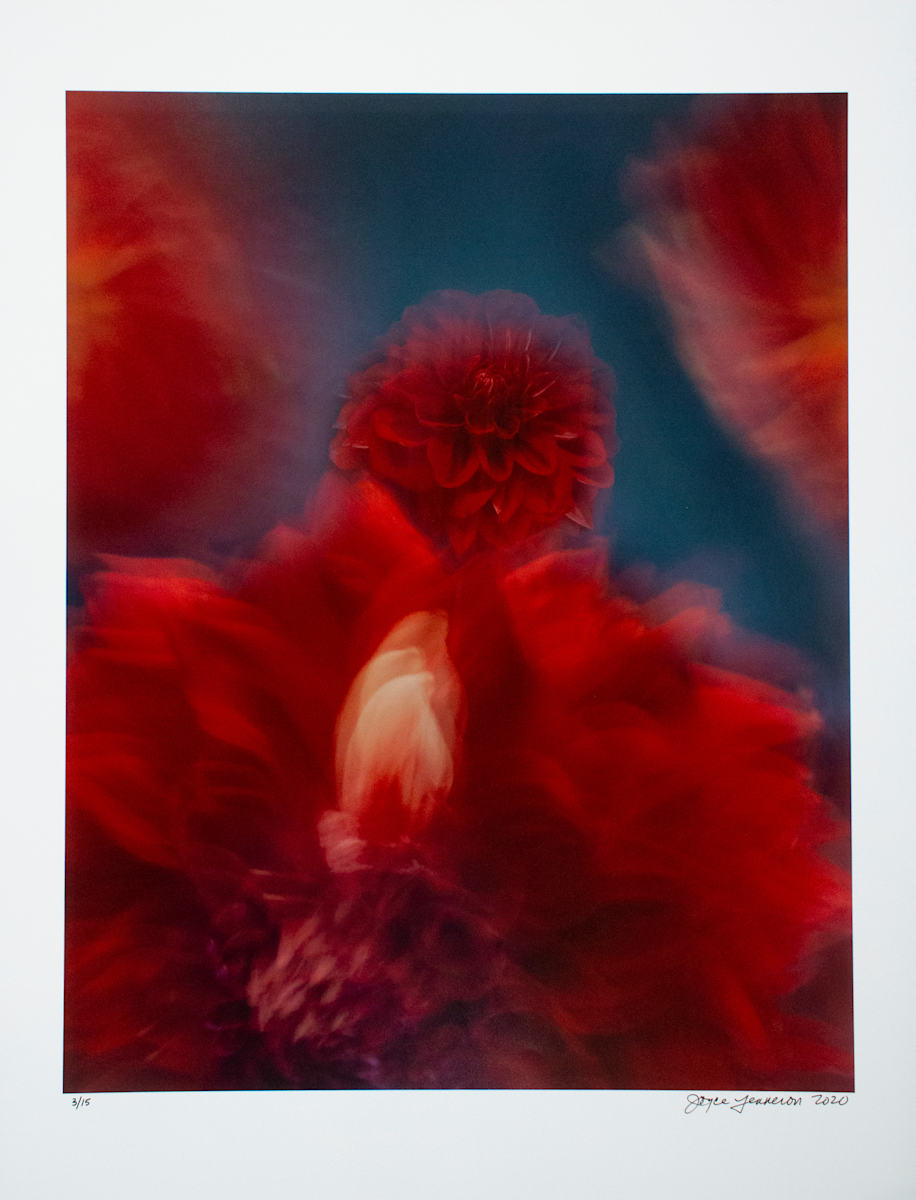 Red Dahlias by Joyce Tenneson, Image 1.