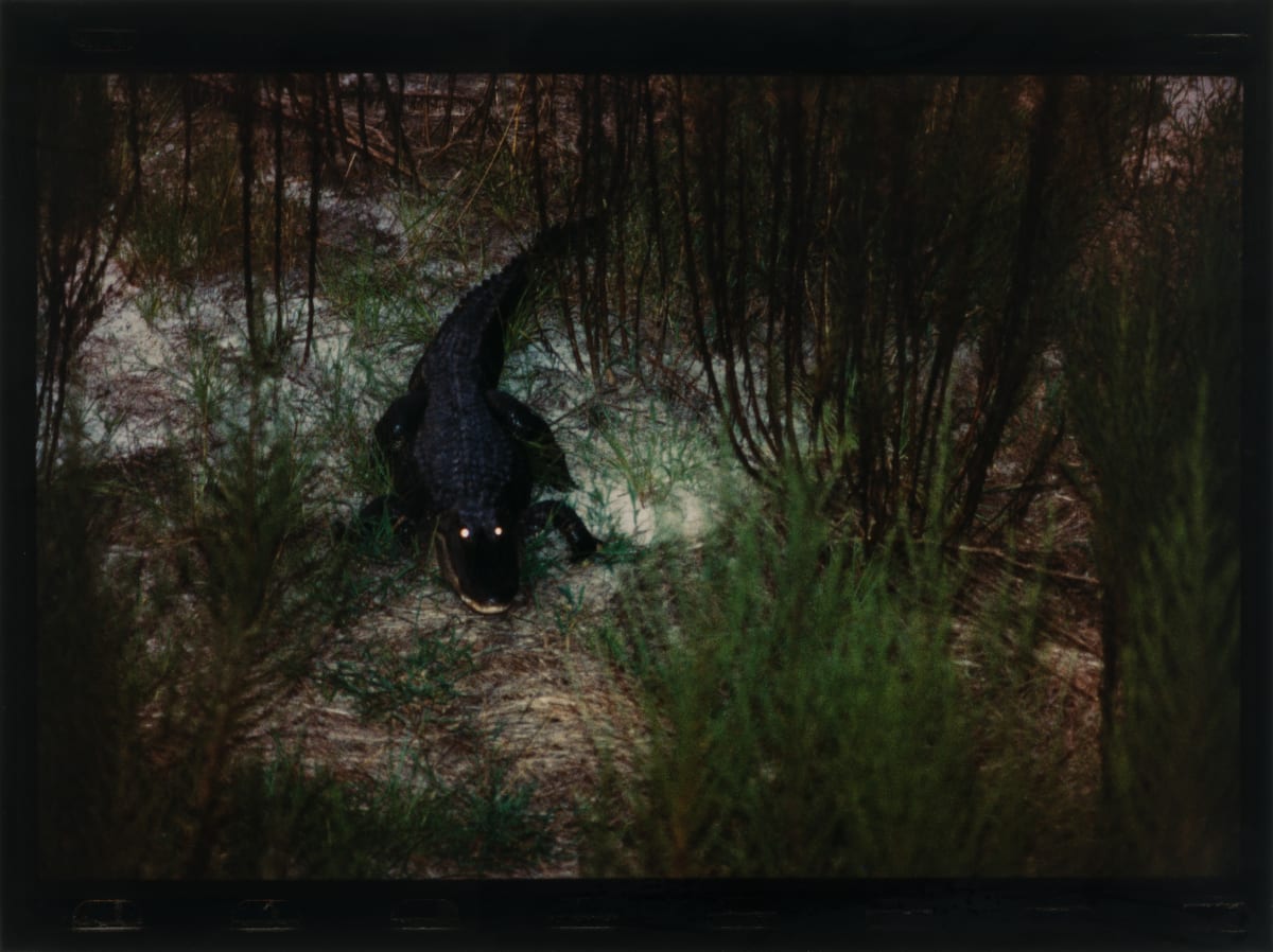 Stalking at Dusk by Martha Strawn 