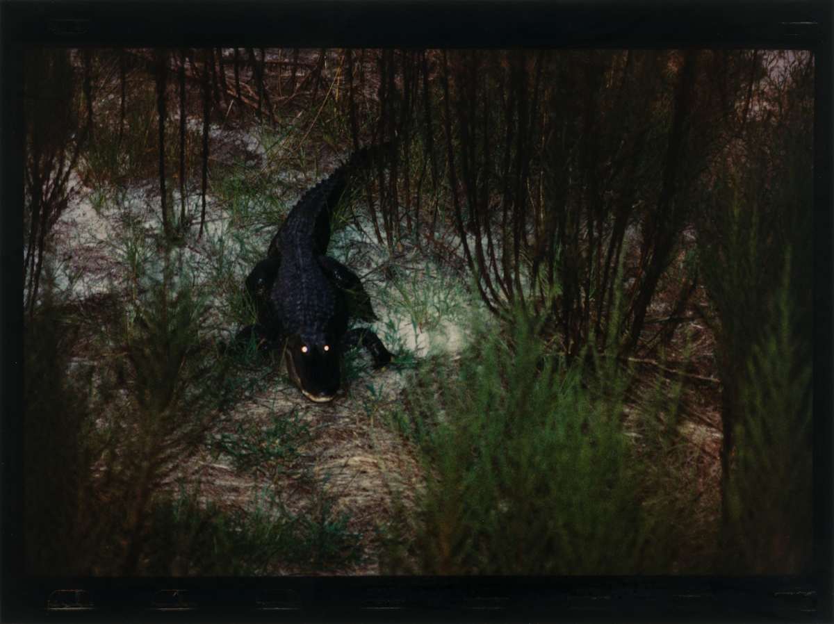 Stalking at Dusk by Martha Strawn, Image 1.