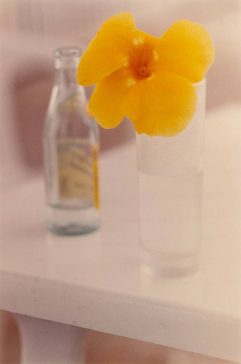 Yellow Flower, St. Barts by Ralph Gibson 