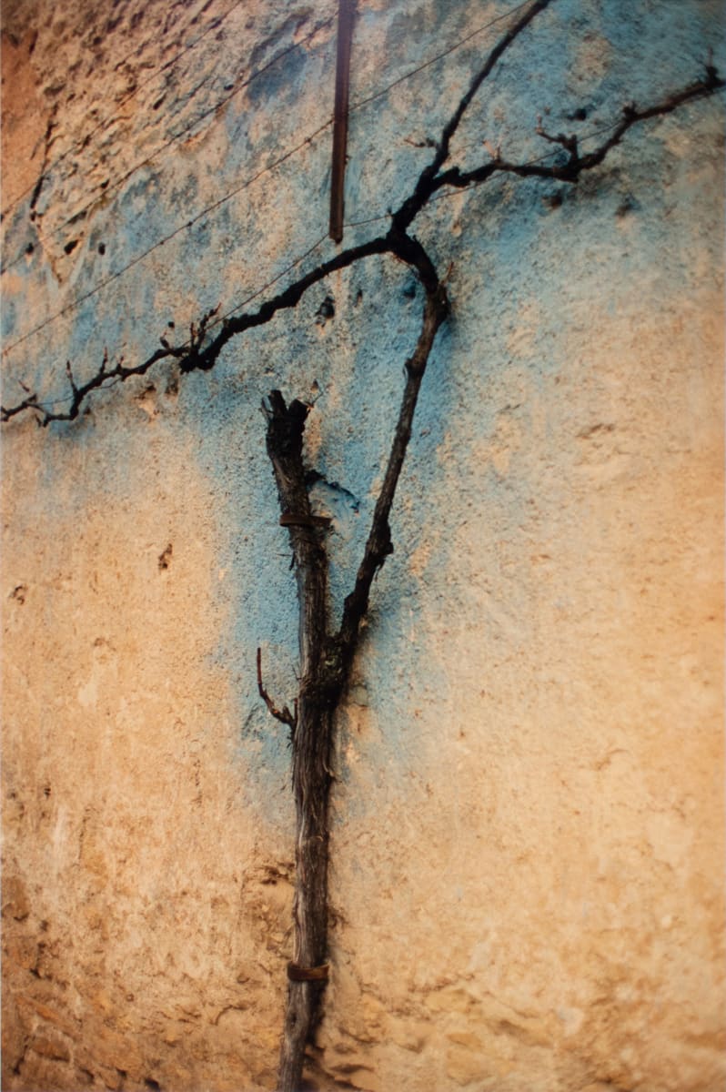Blue Vine, Bourgogne by Ralph Gibson, Image 1.