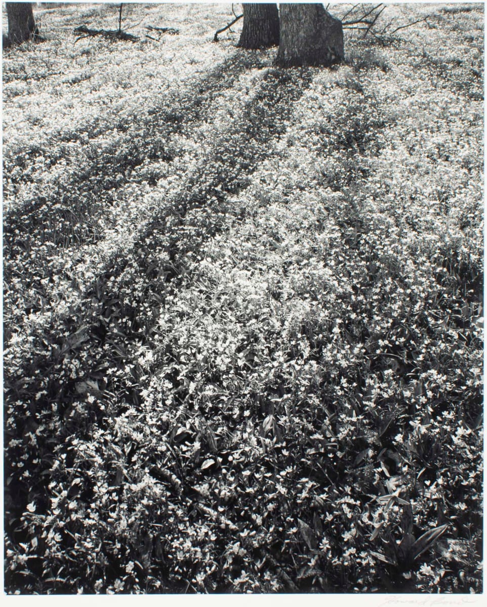 Wildflowers, Liberty, and Dancer Roads by Howard Bond, Image 1.