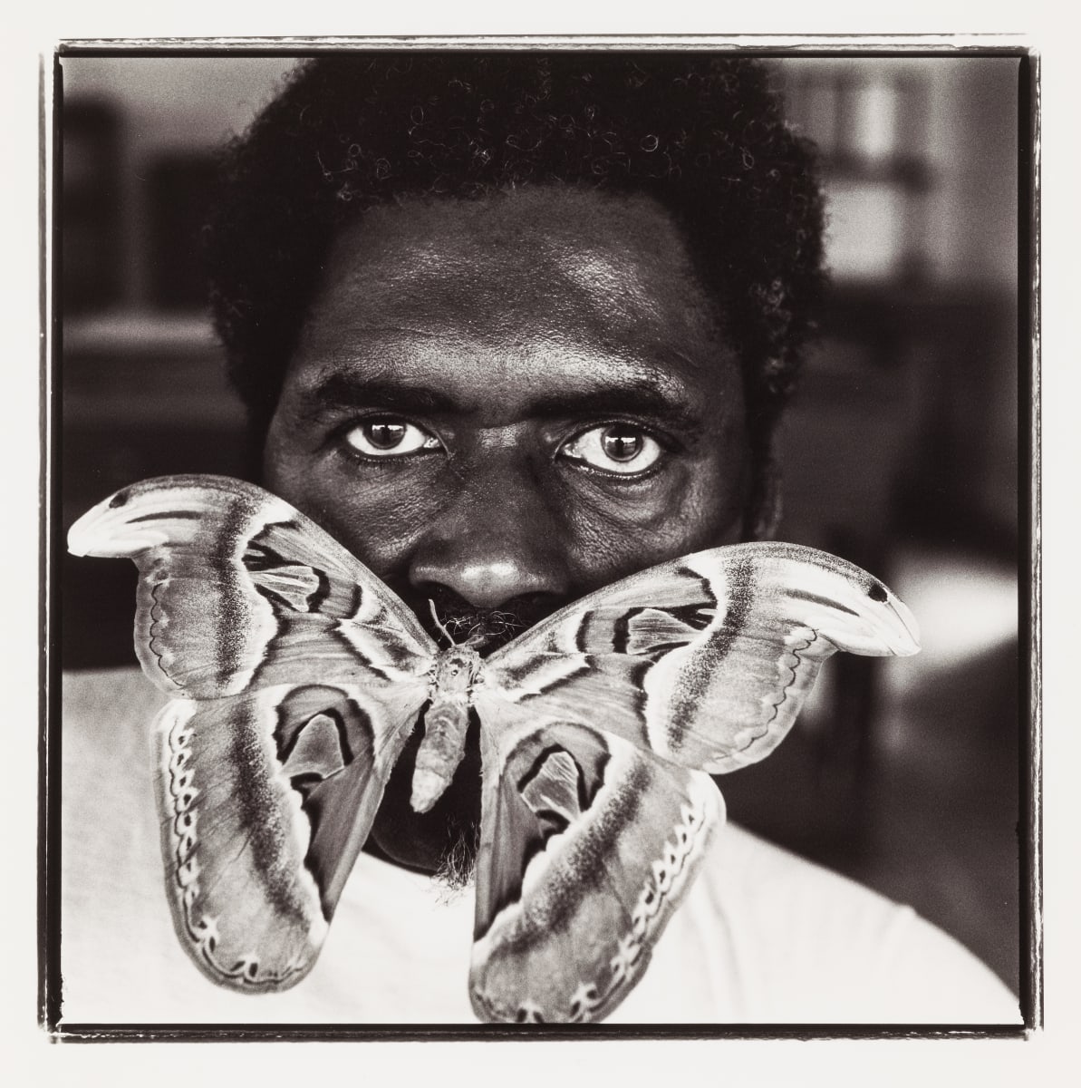 Atlas Moth by Keith Carter 