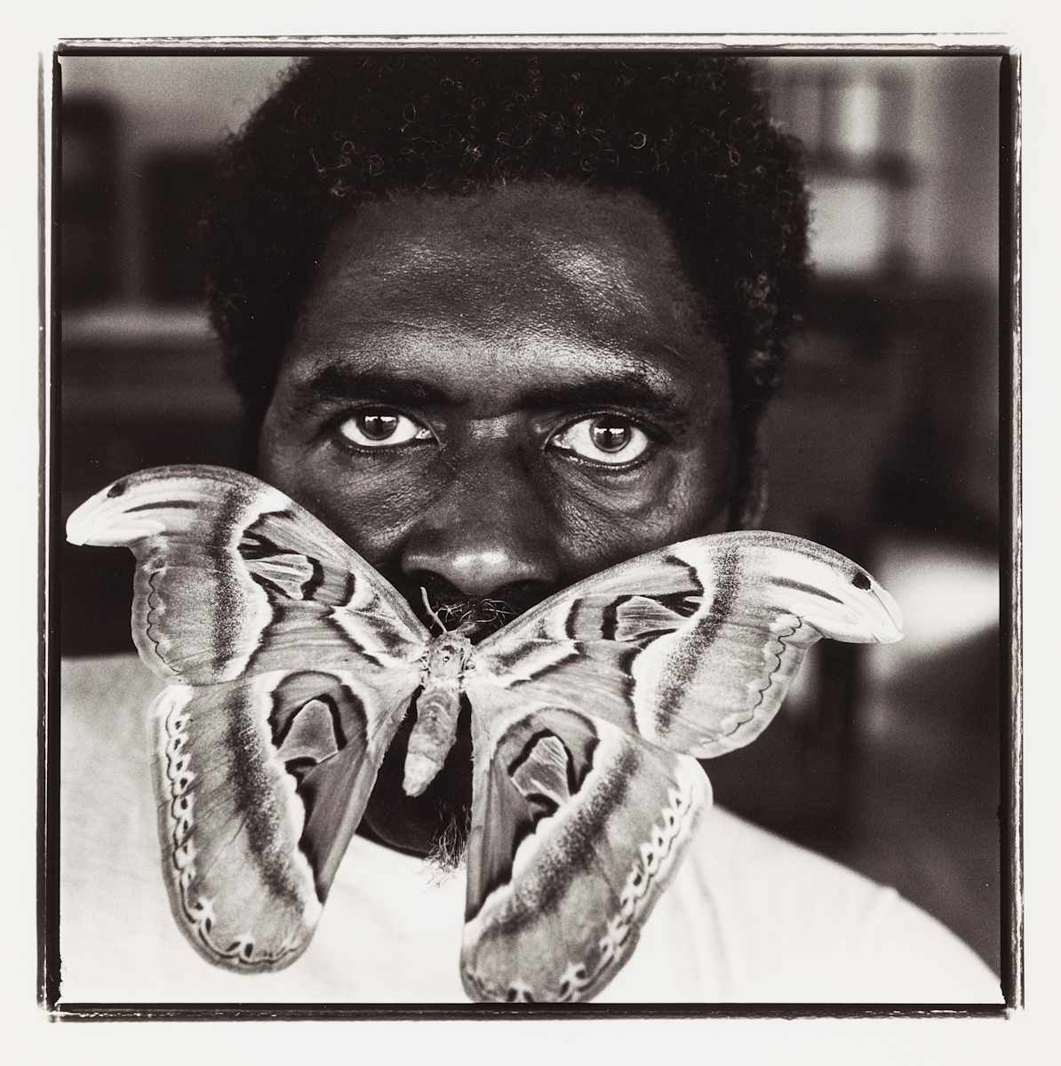 Atlas Moth by Keith Carter, Image 1.