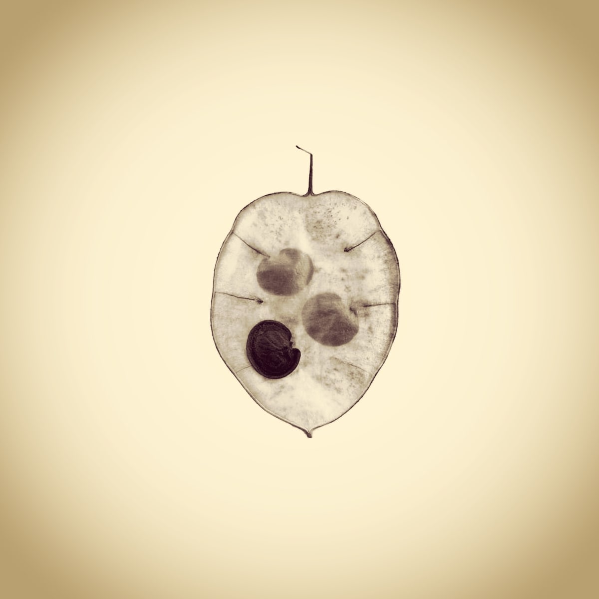 Money Plant (Annual Honesty), Lunaria annua, from the series Photographic Survey of the American Yard by Joshua White 