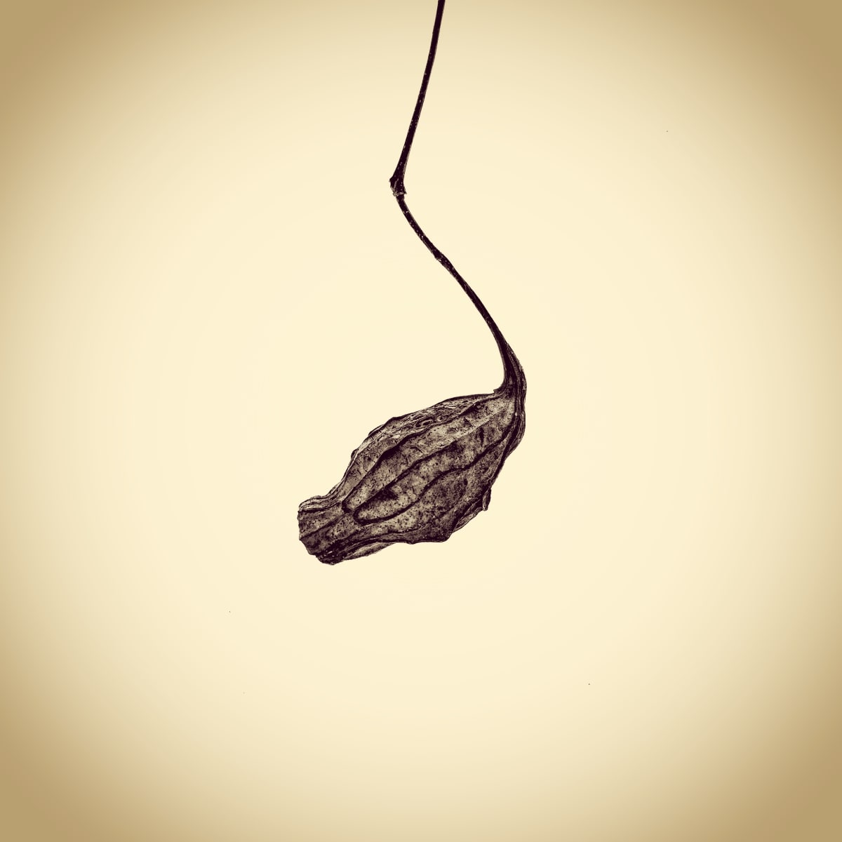 Carolina Allspice Fruit, Calycanthus floridus, from the series Photographic Survey of the American Yard by Joshua White 