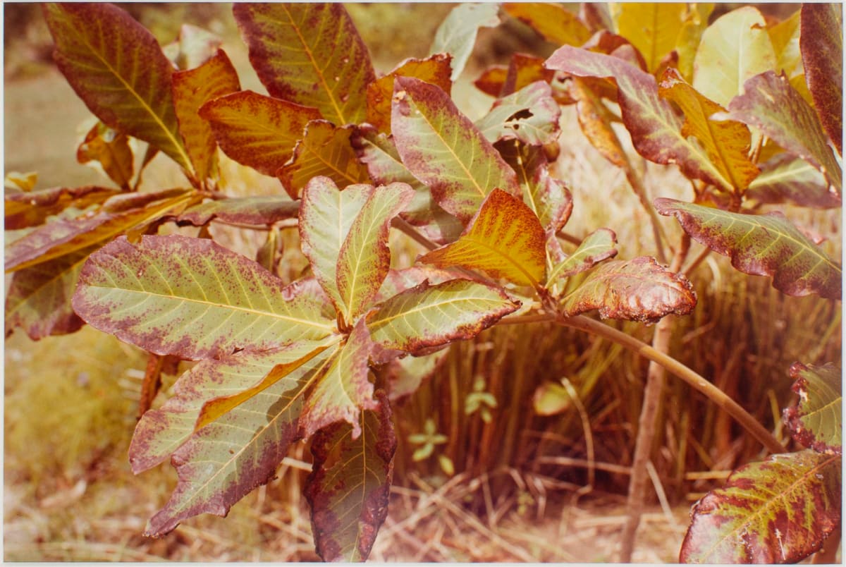 Untitled, from Jamaica Botanical Series by William Eggleston 