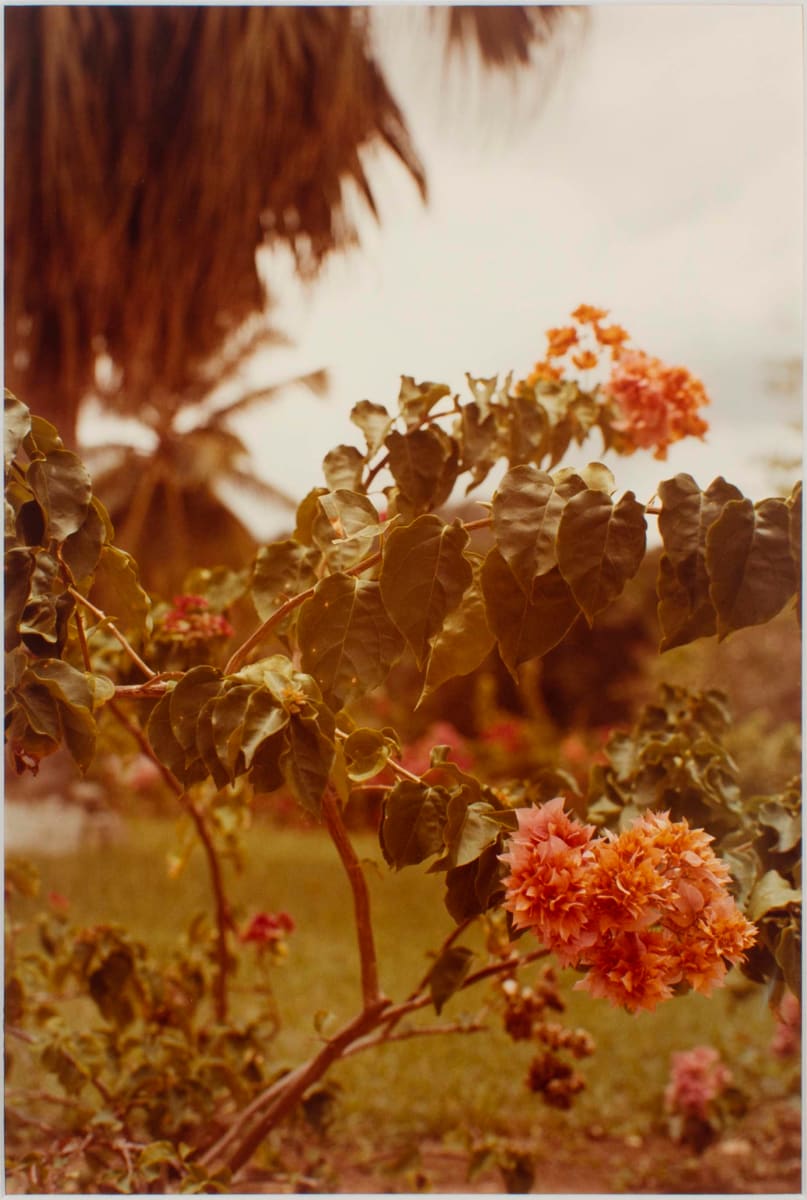 Untitled, from Jamaica Botanical Series by William Eggleston 