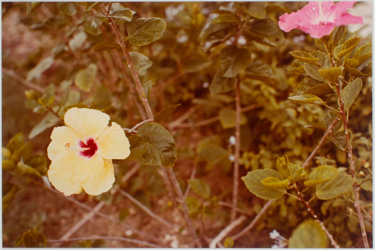 Untitled, from Jamaica Botanical Series by William Eggleston 