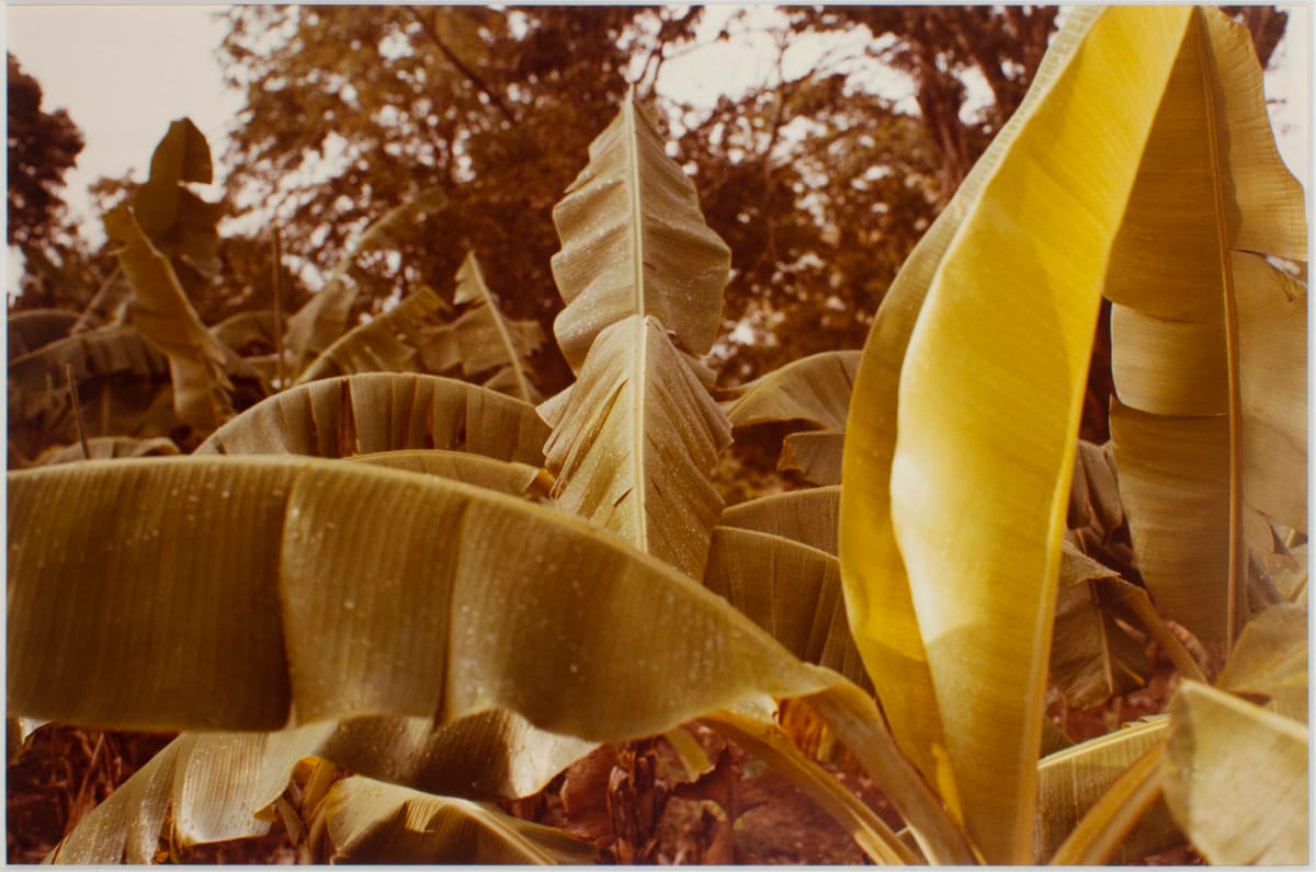 Untitled, from Jamaica Botanical Series by William Eggleston 