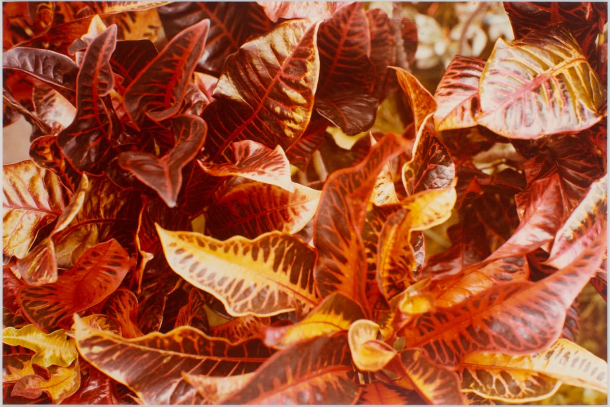 Untitled, from Jamaica Botanical Series by William Eggleston 