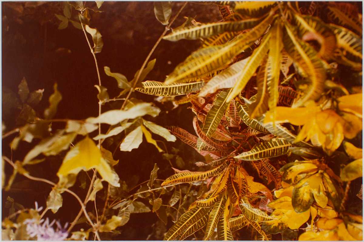 Untitled, from Jamaica Botanical Series by William Eggleston 