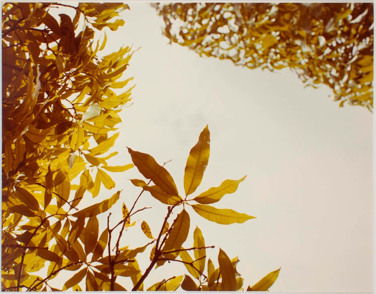 Untitled, from Jamaica Botanical Series by William Eggleston 