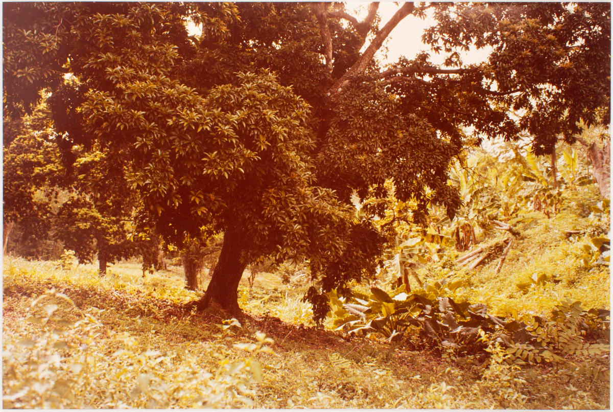 Untitled, from Jamaica Botanical Series by William Eggleston 