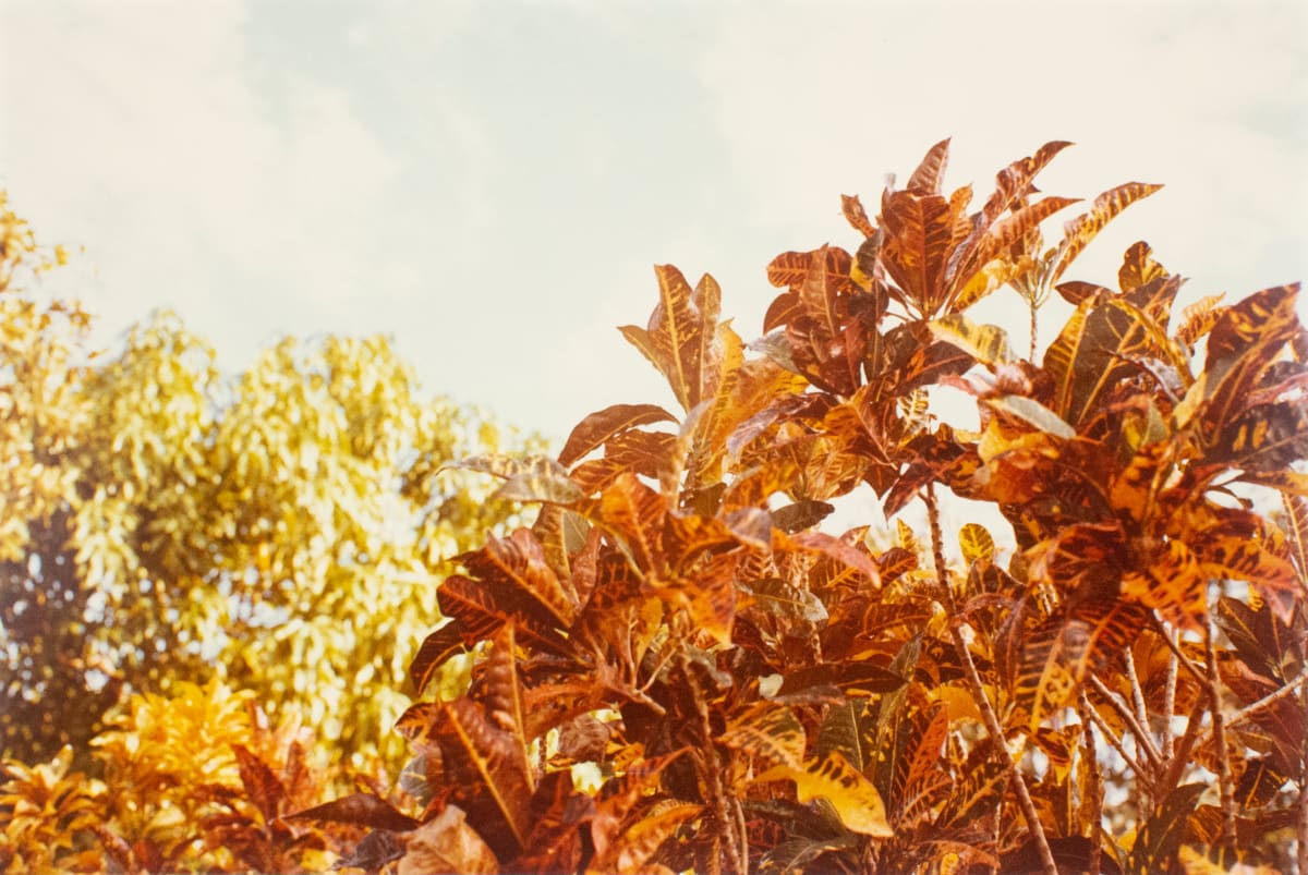 Untitled, from Jamaica Botanical Series by William Eggleston 