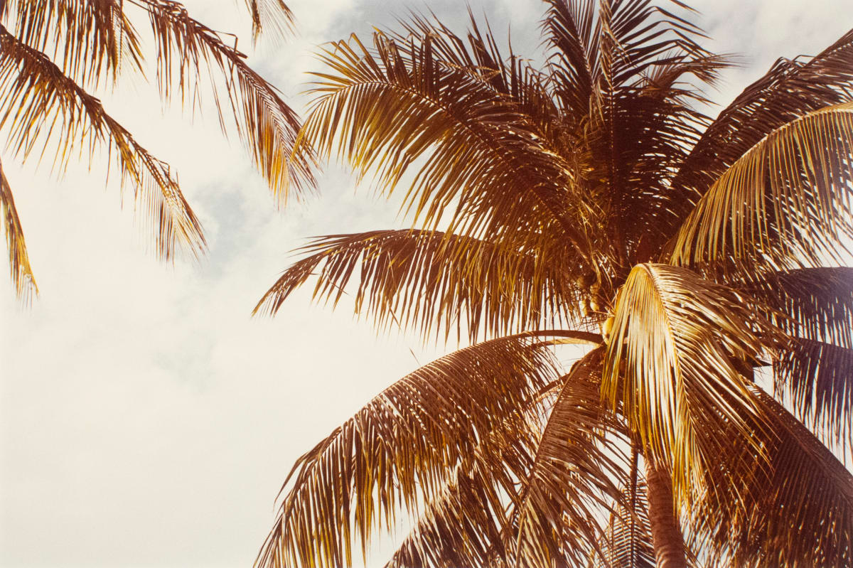 Untitled, from Jamaica Botanical Series by William Eggleston 