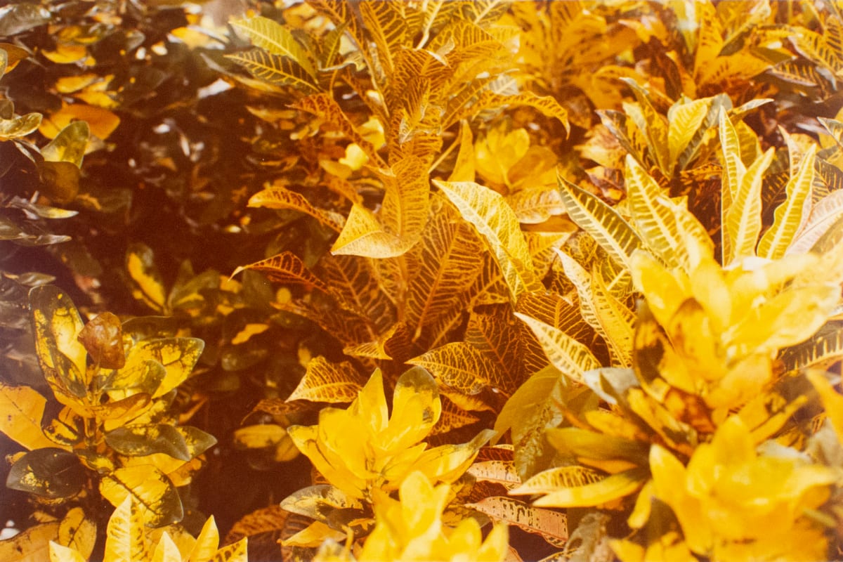 Untitled, from Jamaica Botanical Series by William Eggleston 