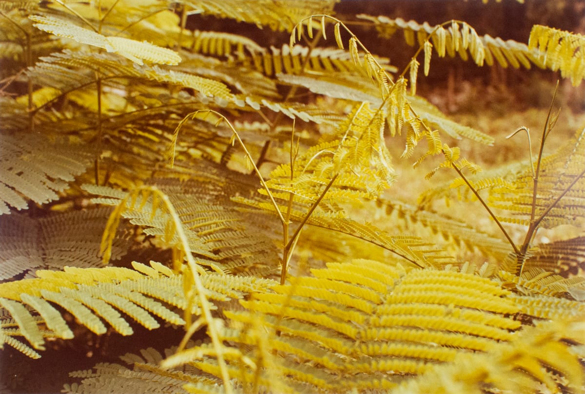 Untitled, from Jamaica Botanical Series by William Eggleston 