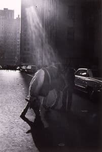 Horse and Cowboy, Rockefeller Center, N.Y.C. by Louis Stettner 