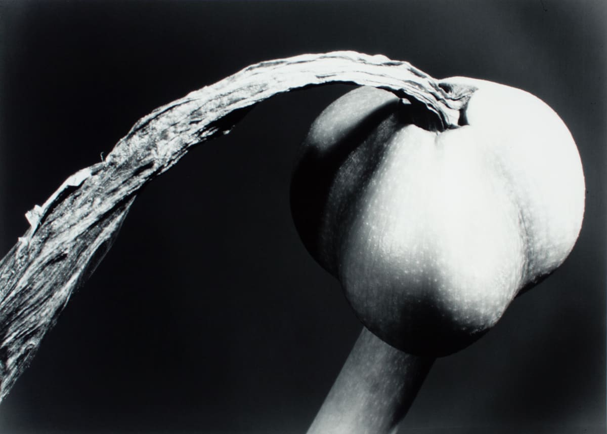 Amaryllis Seed Pod by Barbara Morgan 