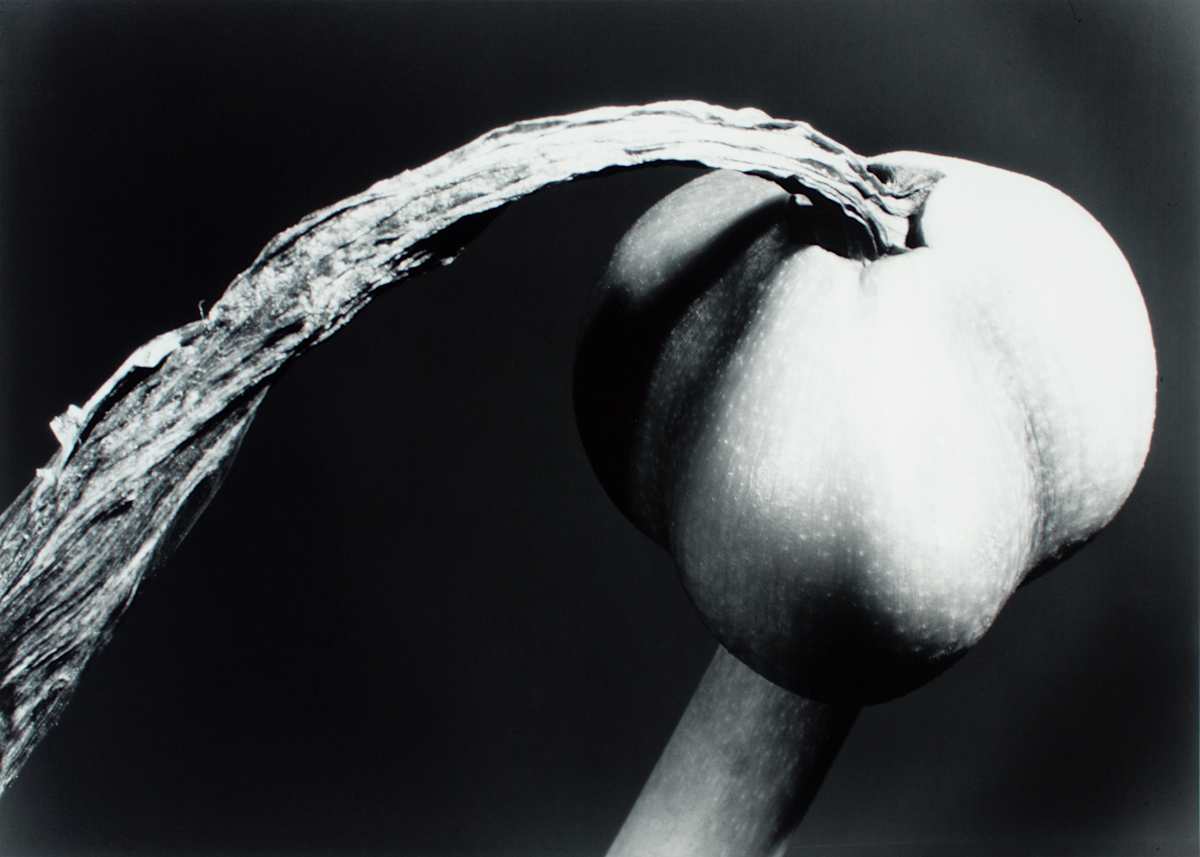 Amaryllis Seed Pod by Barbara Morgan, Image 1.