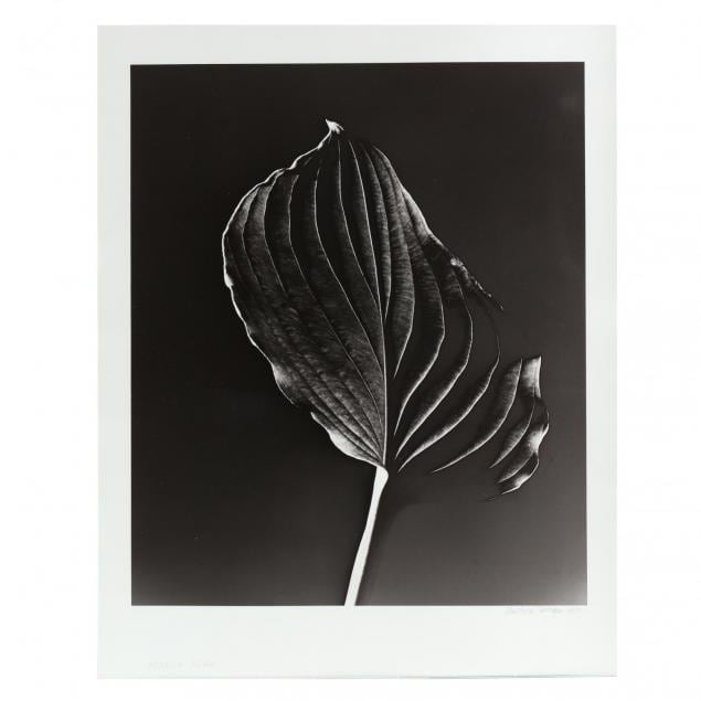 Funkia Leaf by Barbara Morgan, Image 1.