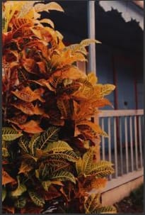 Philodendron on Porch, Les Saintes by Ralph Gibson 