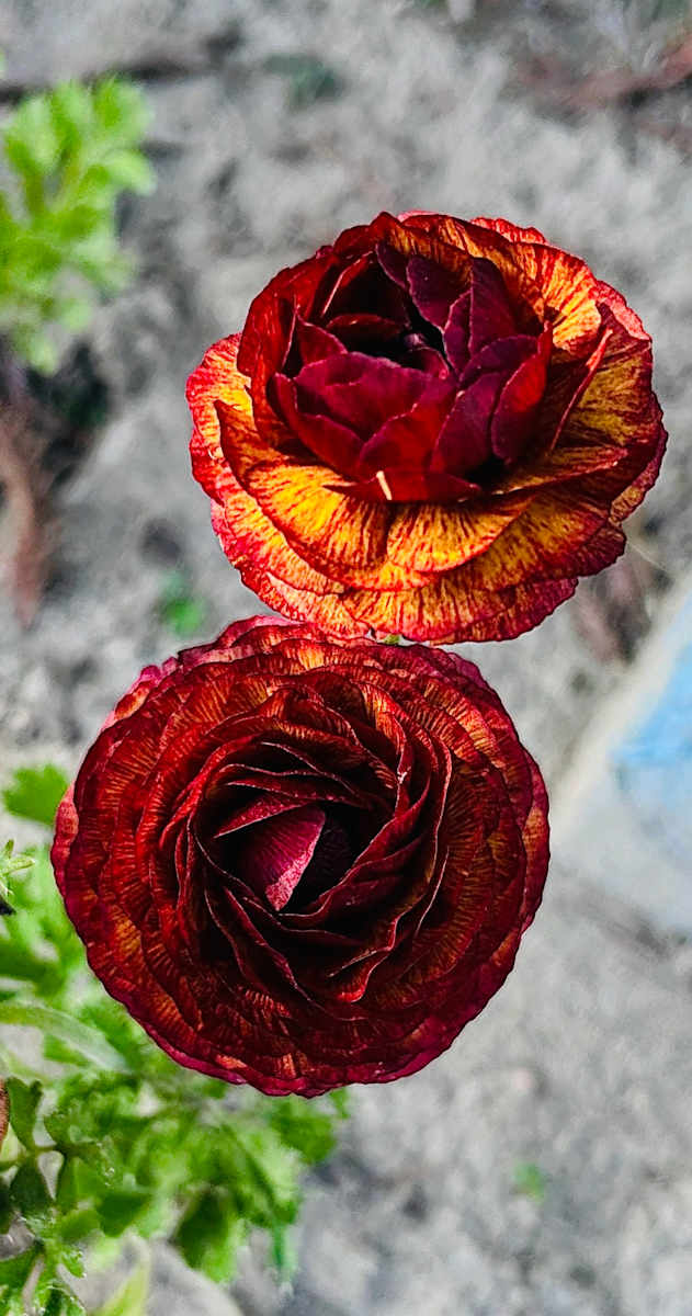 BLOOMSCAPE by ISSA, Image 1.
