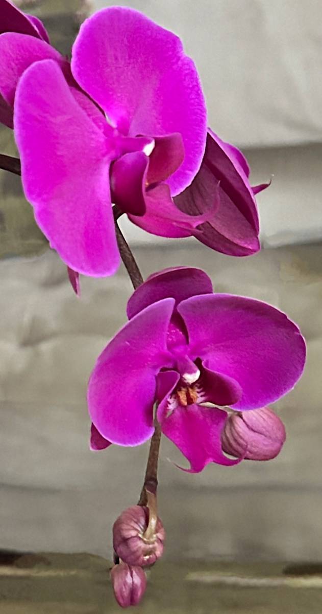 DELICATE STRENGTH by ISSA, Image 1.