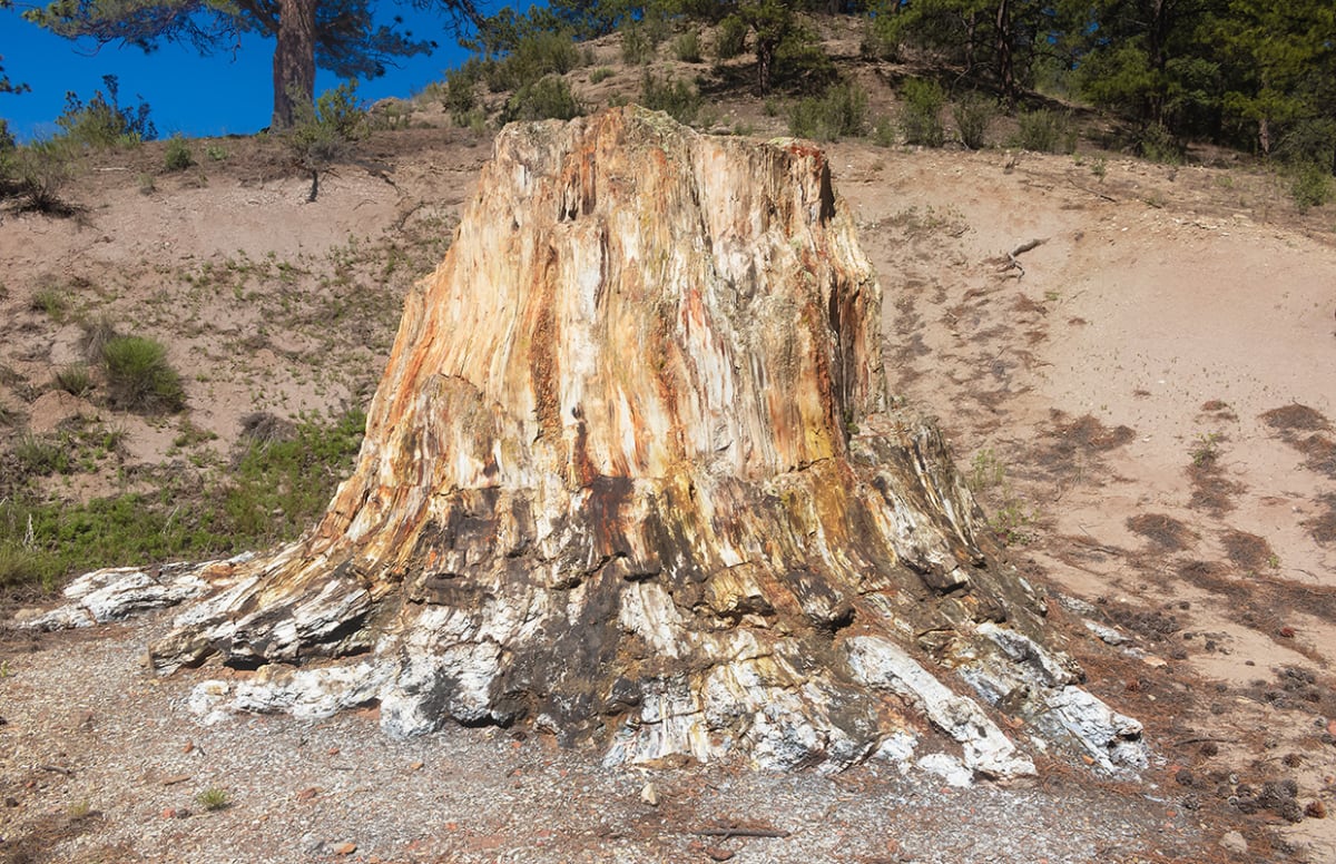 Big Stump Morning by Rodney Buxton 