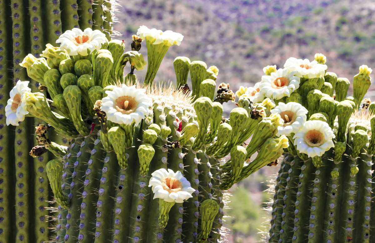 Blooming Saguaro from Cactus Forest Road Morning by Rodney Buxton 