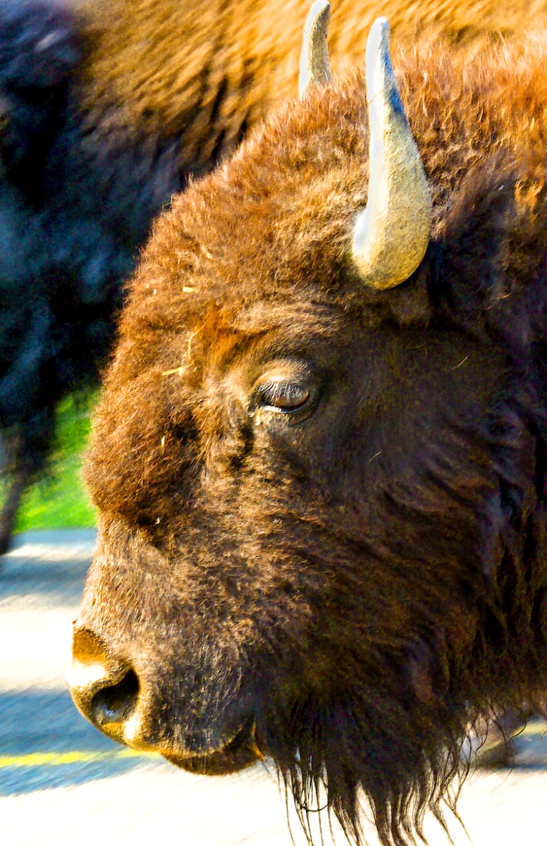 Bison, Up Close and Personal by Rodney Buxton 