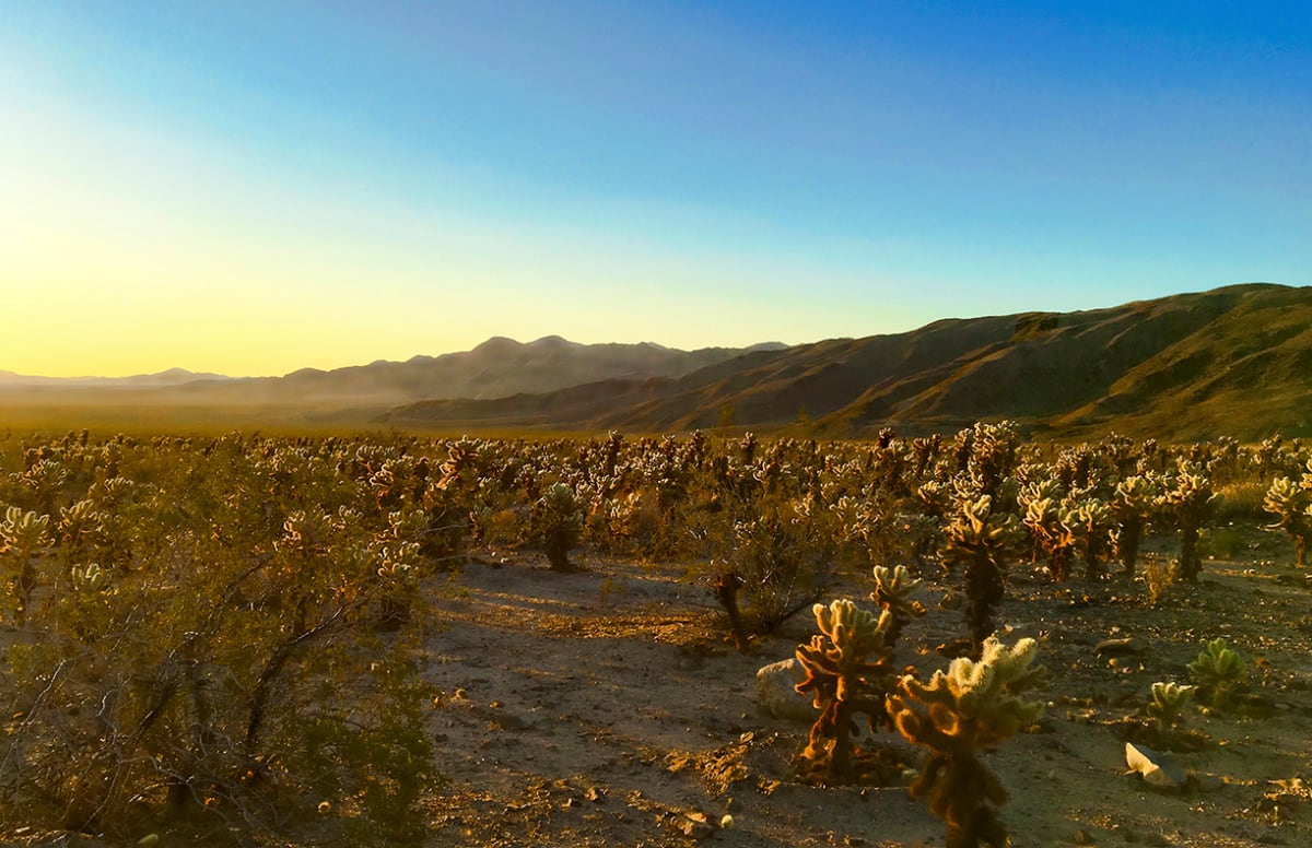Cholla Cactus Garden Sunrise by Rodney Buxton 
