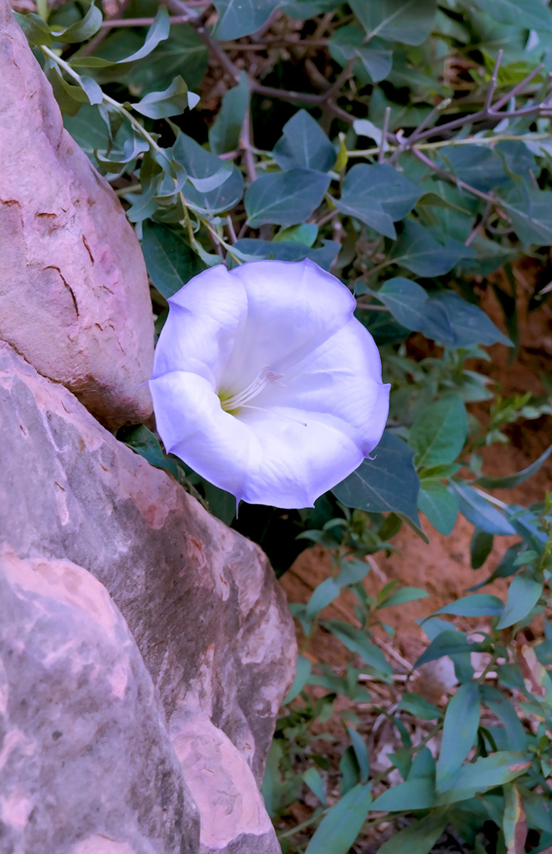 Datura Zion Canyon by Rodney Buxton 