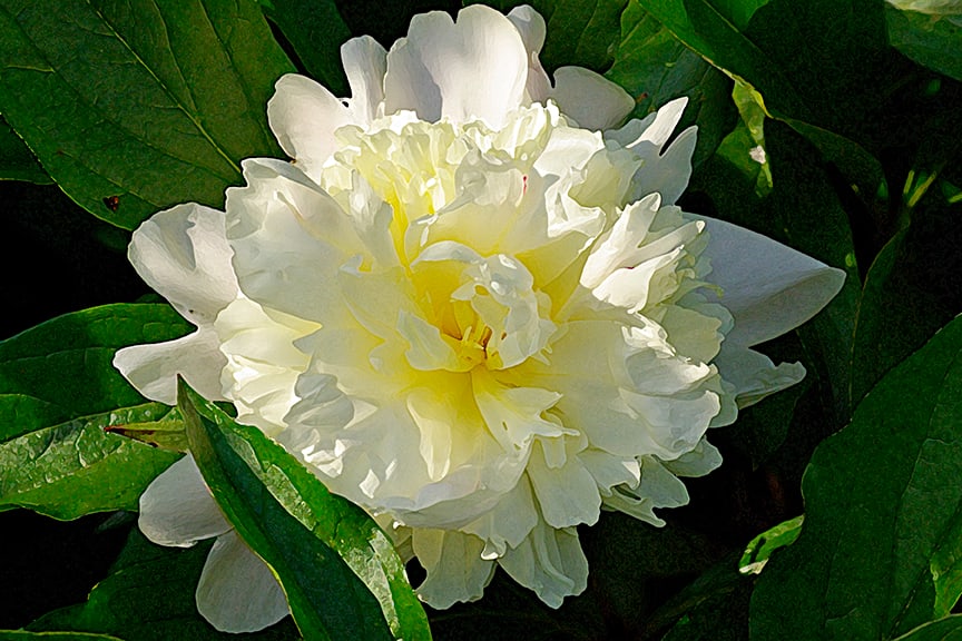 Double White Peony, Afternoon by Rodney Buxton 