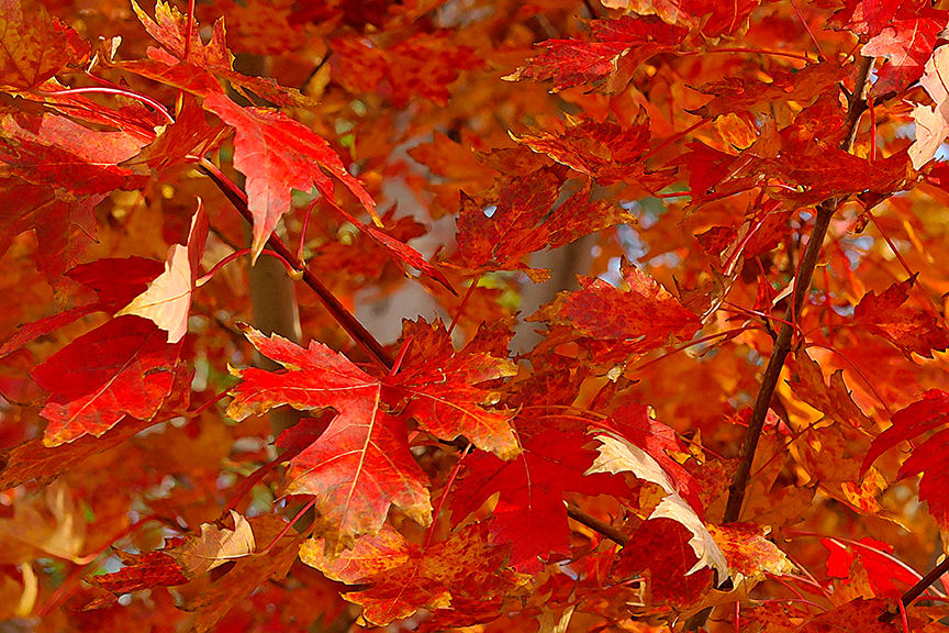 Fall Maple Leaves Afternoon by Rodney Buxton 