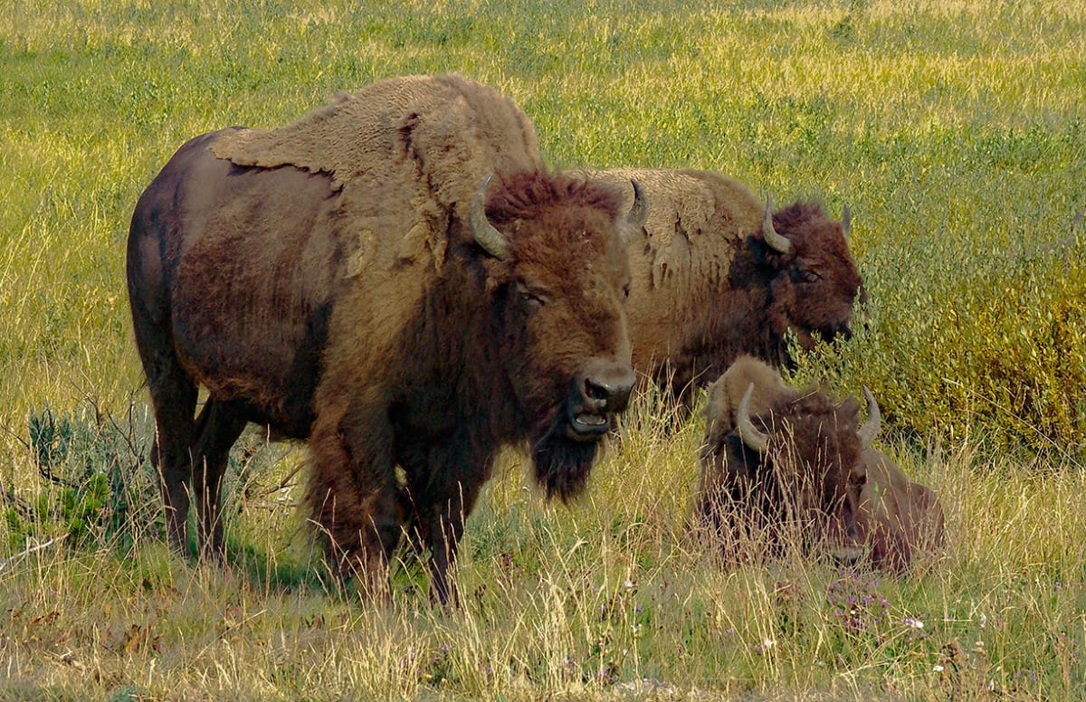 Grazing Bison Hayden Valley Afternoon by Rodney Buxton 