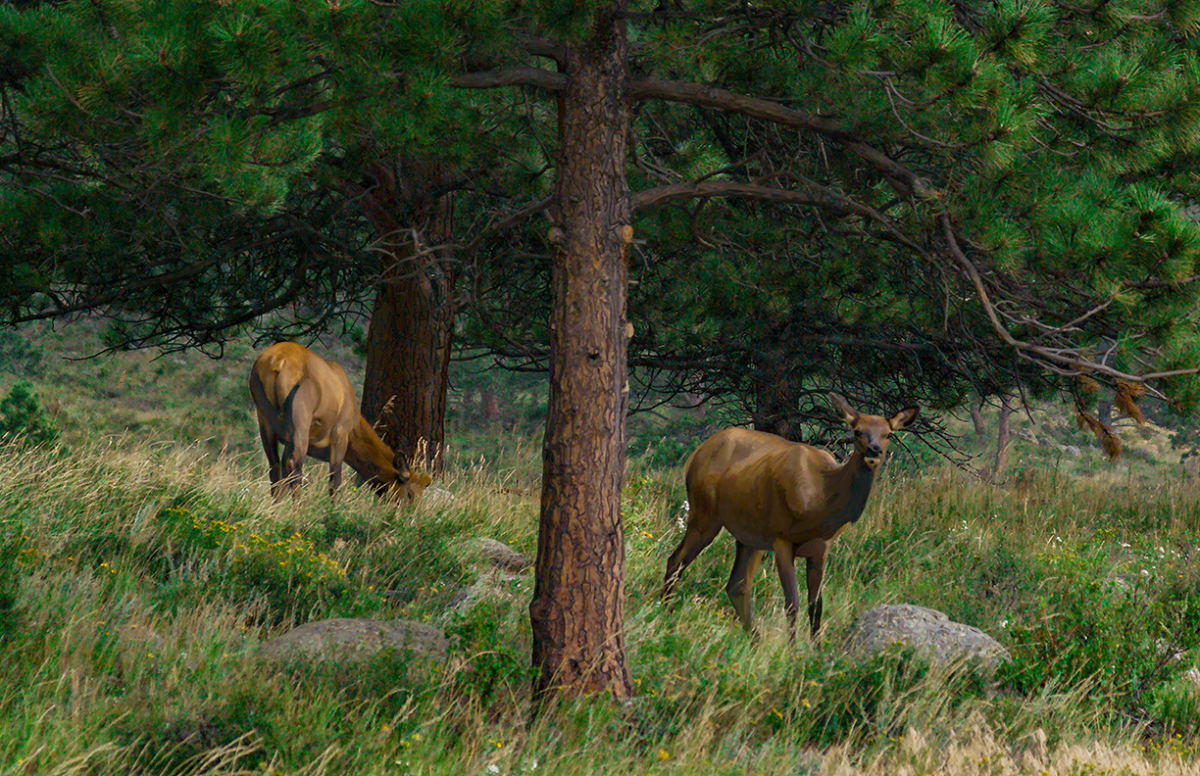 Grazing Elk, Morraine Park, Evening by Rodney Buxton 