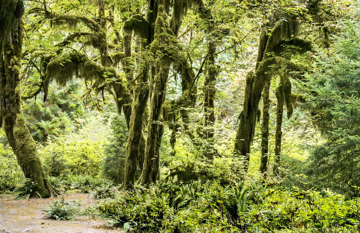 Hall of Mosses Morning by Rodney Buxton 