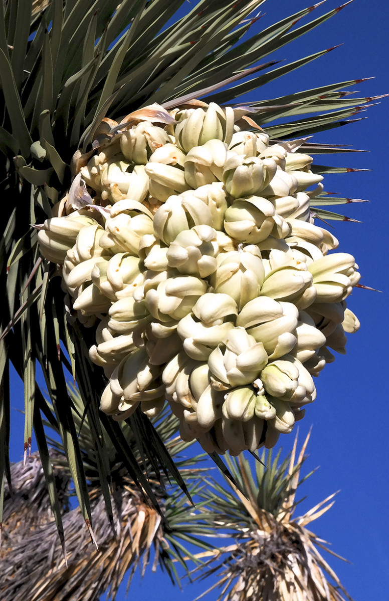 Joshua Tree Bloom Afternoon by Rodney Buxton 