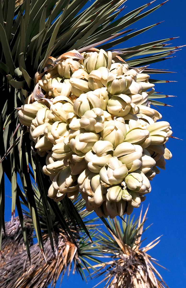 Joshua Tree Bloom Afternoon by Rodney Buxton, Image 1.