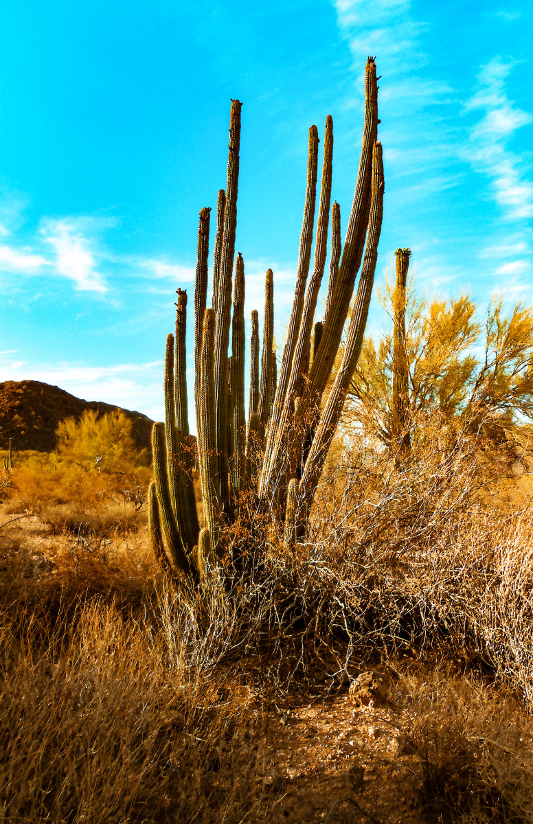 Organ Pipe Cactus Mid-Afternoon by Rodney Buxton 
