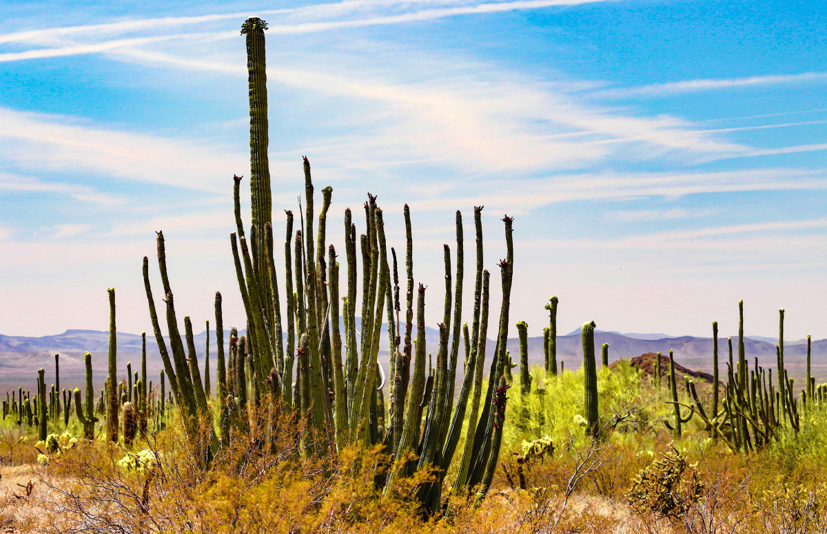 Organ Pipe Cacti and the Sierra Madres Mts Afternoon by Rodney Buxton 