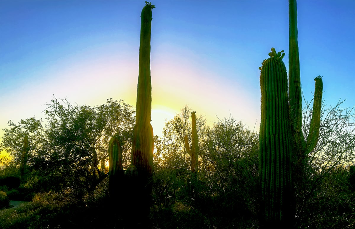 Saguaro Sunset #3, Image 1.