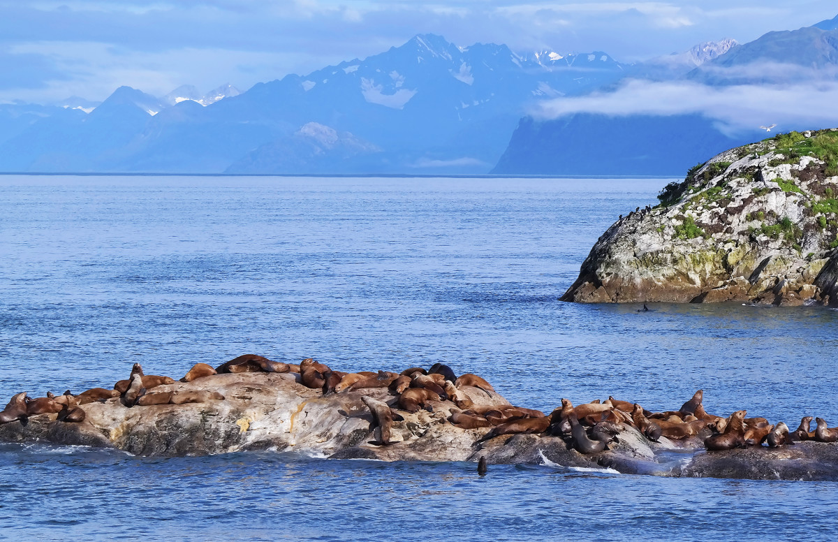 Sunning Sea Lions on Marble Islands Morning by Rodney Buxton 