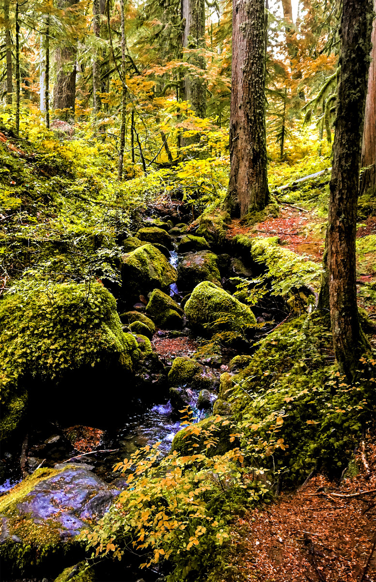 East Silver Falls Trail Afternoon by Rodney Buxton 