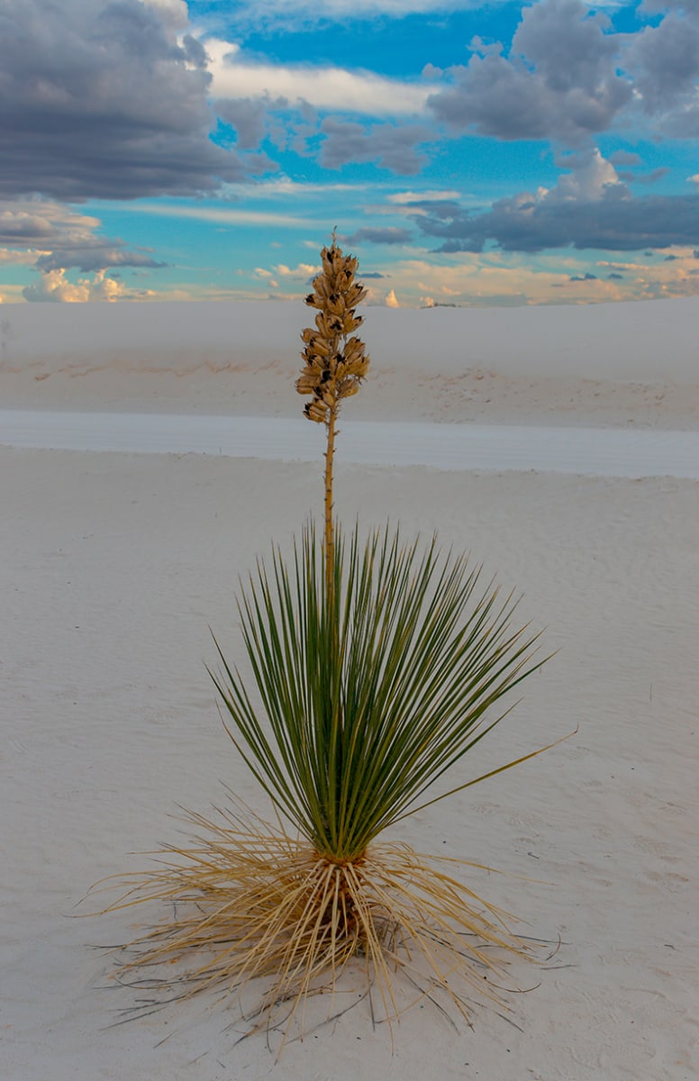 Flowering Yucca Before the Storm by Rodney Buxton 