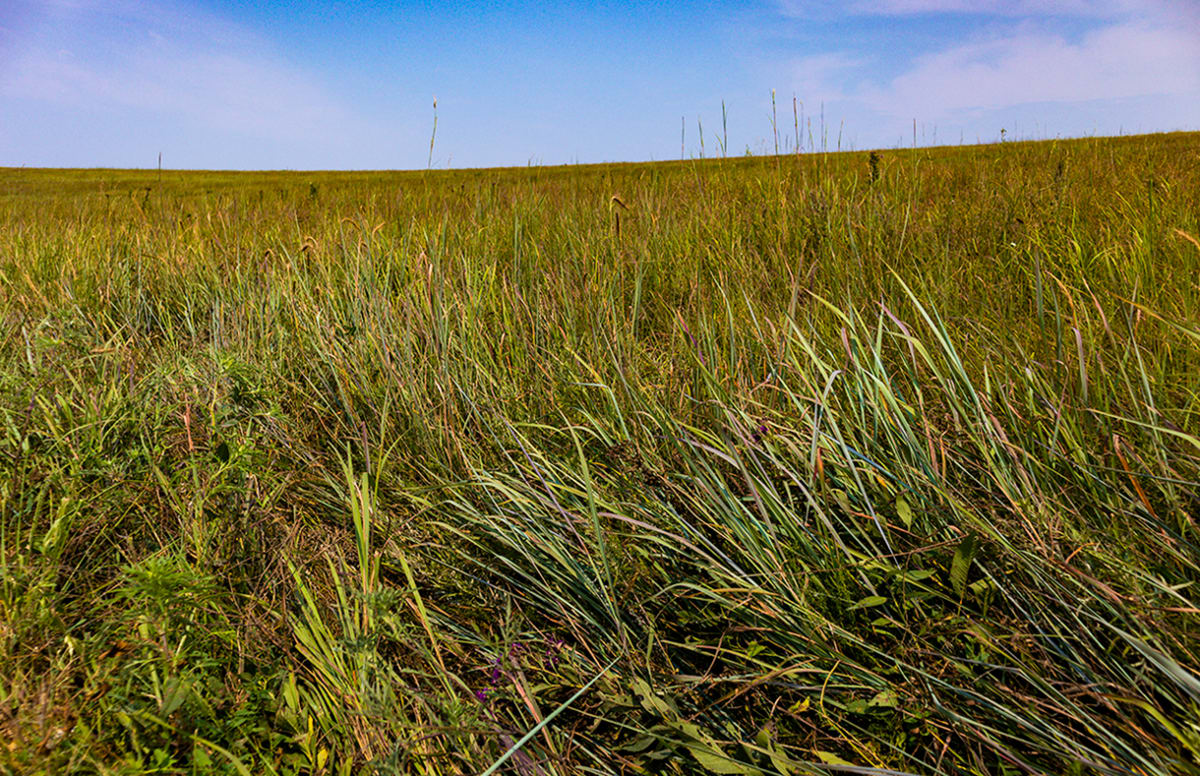 Tallgrass Prairie Afternoon #1 by Rodney Buxton 