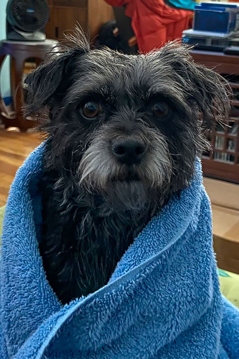 After Bath Rub Down Tilda by Rodney Buxton, Image 1.